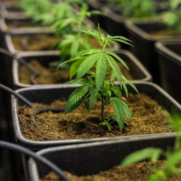 cbd pas cher